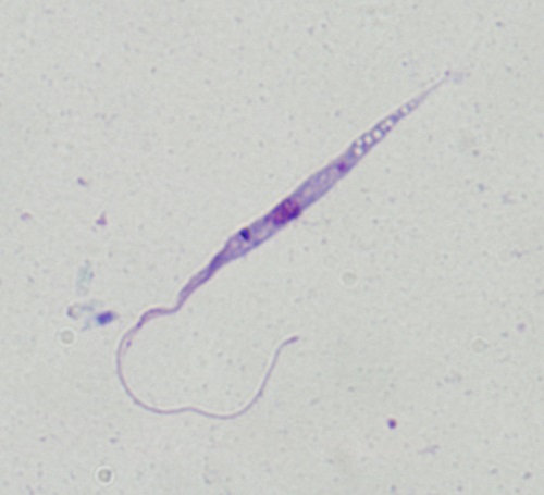 Blastocrithidia obr 02 FOTO Jan Votýpka