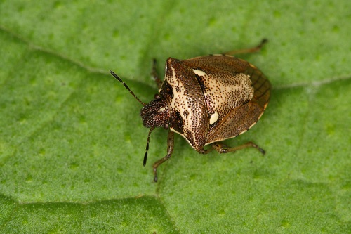 Plostice Eysarcoris aeneus FOTO Miroslav Fiala